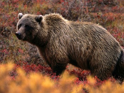 grizzly-bear