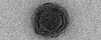 rp_012-yaravirus-virus-genes_1024.jpg